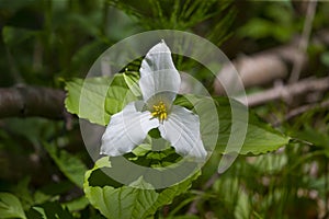A Beautifull north American flower White Trillium flower