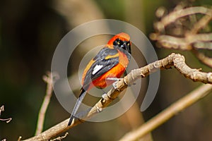 Beautifull Orange-backed troupial perched on branch in Ecological Reseve of Costanera Sur in Buenos Aires, Argentina