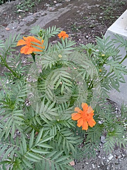 beautifull orange flower in garden