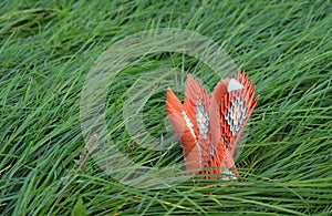 beautifull orange origami swan on a grass