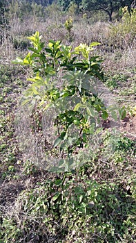 This is a beautifull orange plant a Orange plant without orange