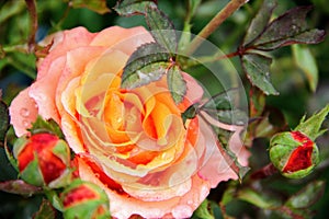 Beautifull orange rose from the garden