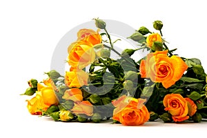 Beautifull orange roses isolated on white background. Copy space