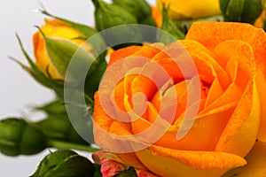 Beautifull orange roses isolated on white background. Copy space