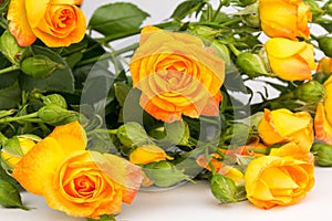 Beautifull orange roses isolated on white background. Copy space