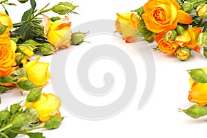 Beautifull orange roses isolated on white background. Copy space