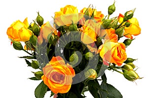 Beautifull orange roses isolated on white background. Copy space