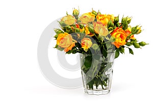 Beautifull orange roses isolated on white background. Copy space