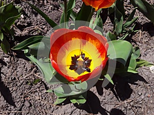 Beautifull  orange tulips blooming in the sunshine