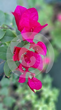 Beautifull pink bougainvillaea flowers photo