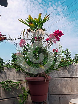 Beautifull pink color flower pot with sky background