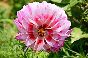 The beautifull pink colour single flower for dahlia