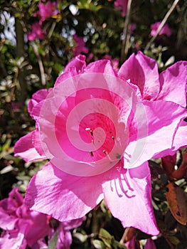 Beautifull pink flower