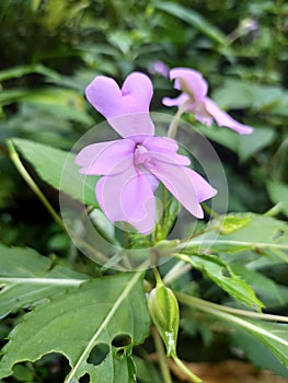 A beautifull pink flower