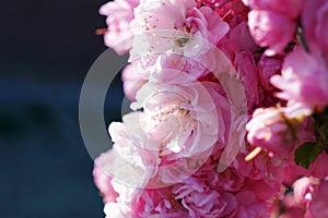 Beautifull pink flower in the garden.