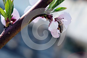 Beautifull pink flower in the garden.