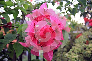 Beautifull pink flower in the garden.