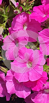 Beautifull Pink flower in the garden