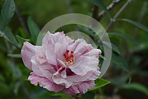 Beautifull pink flower in the garden in afternoon soft light