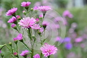 Beautifull pink flower in the garden bokeh mode background