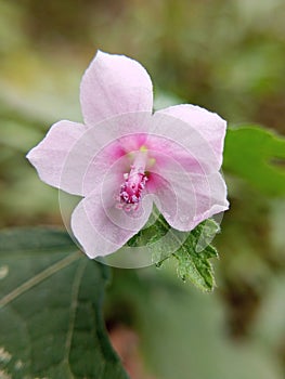 beautifull pink flower with pink pistil. pulutan