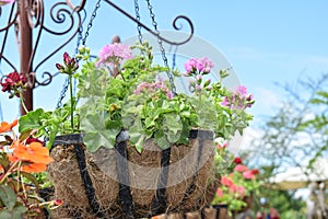 Beautifull pink flower at the pot