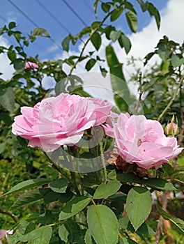 Beautifull pink roses bloomed at the same time