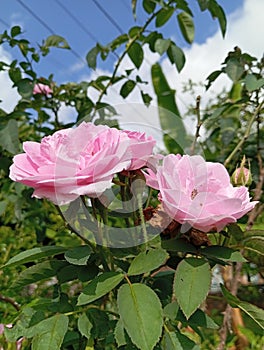 Beautifull pink roses bloomed at the same time