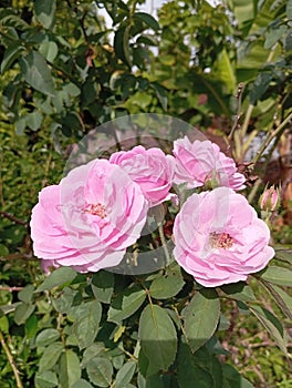 Beautifull pink roses bloomed at the same time