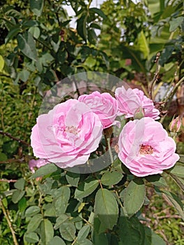 Beautifull pink roses bloomed at the same time