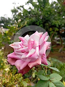 Beautifull pink roses in the garden