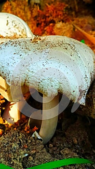 Beautifull plants of mushroom