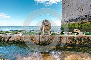 Beautifull Pug dog walking alone at Empty Kingsgate Beach, walking through the chalk stacks clifs at Botany Bay in Kent, England