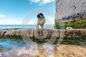 Beautifull Pug dog walking alone at Empty Kingsgate Beach, walking through the chalk stacks clifs at Botany Bay in Kent, England