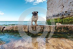 Beautifull Pug dog walking alone at Empty Kingsgate Beach, walking through the chalk stacks clifs at Botany Bay in Kent, England