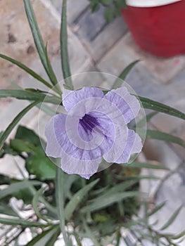 This is a beautifull purple flower