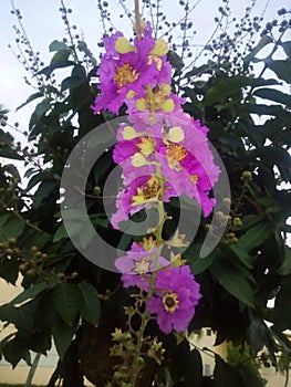 The beautifull purple flower with the white and blue sky