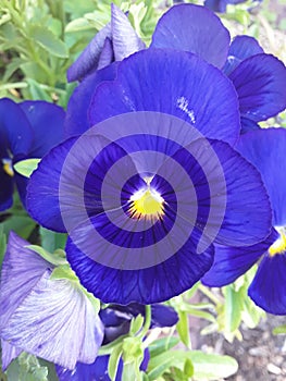 A beautifull purple pansy