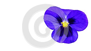 Beautifull purple violet pansy flower isolated on white background