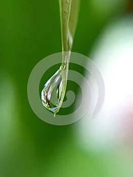 Beautifull raindrop from the leaf