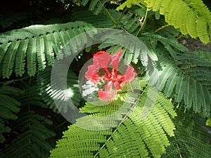 The beautifull red flower with  green  leafs