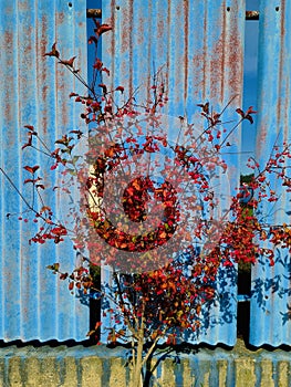 Beautifull Red Rowan Tree in Front of Blue and Red Metal Fence