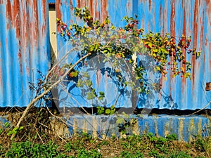 Beautifull Red Rowan Tree in Front of Blue and Red Metal Fence