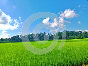 Beautifull rice field and the sky