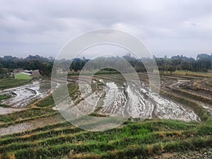 Beautifull Rice fields