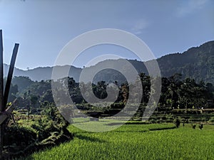 Beautifull ricefield in morning