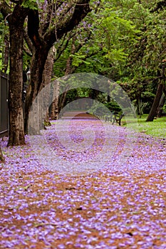 Beautifull Road covered with lilac flowers of the Jacaranda tree during the month of November in Buenos Aires photo