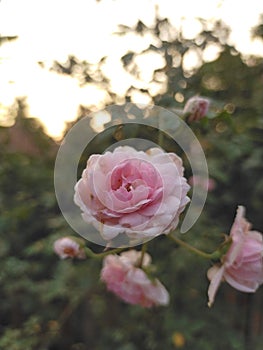 Beautifull rose flower