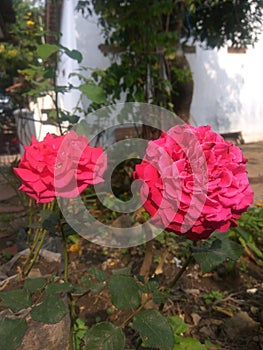 Beautifull Rose flower background