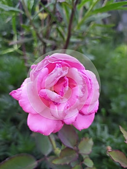 The Beautifull Rose Flower in Pink colour